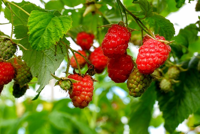 Broskvové smoothie s malinami: Osvěžení a zdraví v jednom