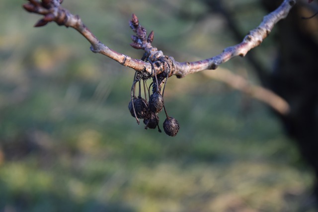 Domácí sirup z višní: Višňová chuť ve sirupu