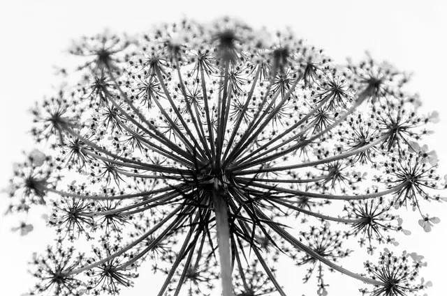 Domácí pampeliškový sirup: Využijte sílu pampelišek ve sirupu