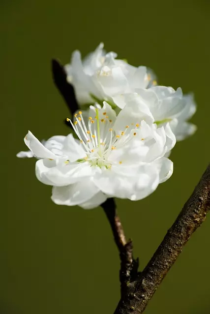 Domácí broskvový sirup: Osvěžte se broskvovým sirupem