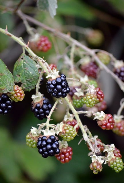 Vitamínové smoothie s višněmi a borůvkami: Osvěžení a vitamíny v jednom