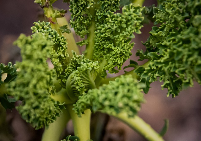 Kale jablko smoothie: Zdravý recept na vitalitu a osvěžení