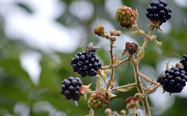 Blackberry smoothie – lahodná a vitamínová bomba