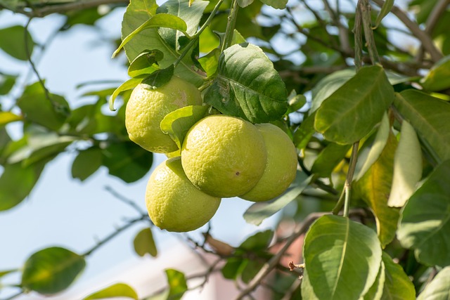 Citrusový nápoj recept: Osvěžující nápoj plný citrusů