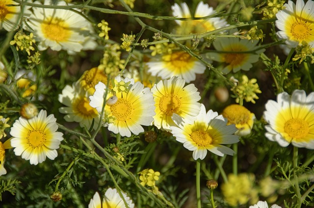 Domácí mateřídouškový sirup: Mateřídouška pro váš sirup