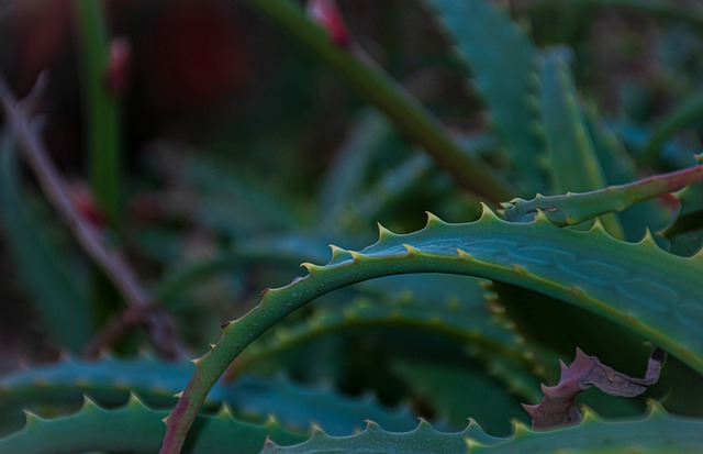 Doporučení pro přípravu Aloe Vera nápoje za optimálního účinku a chuti