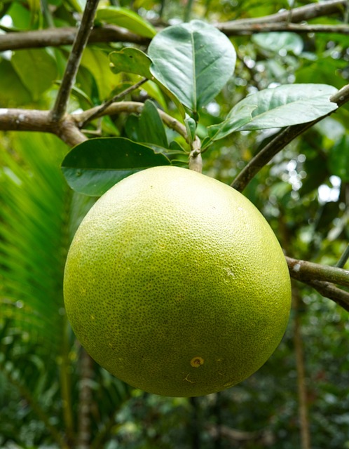 2. Zdravotní výhody pomelo smoothie: Posilněte svůj imunitní systém a podpořte trávení