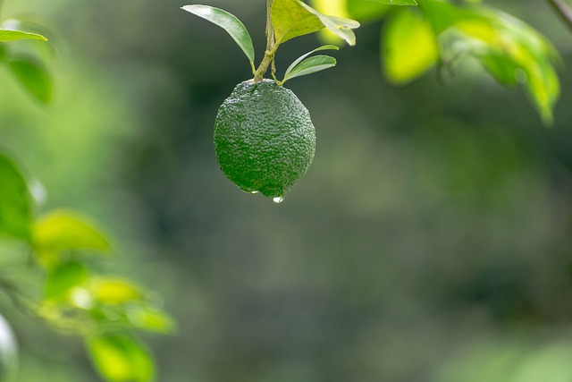 2. Osvěžující a vitamínová síla citrusového ovocného smoothie