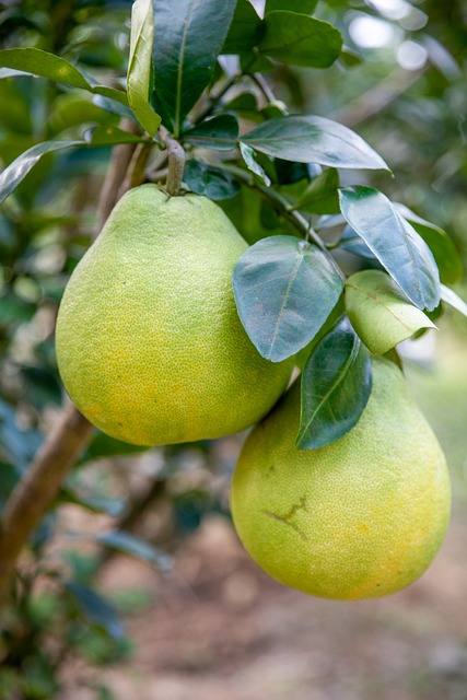 3. Nejlepší kombinace a doporučení: Naučte se připravit neodolatelné pomelo smoothie s přidaným twistem