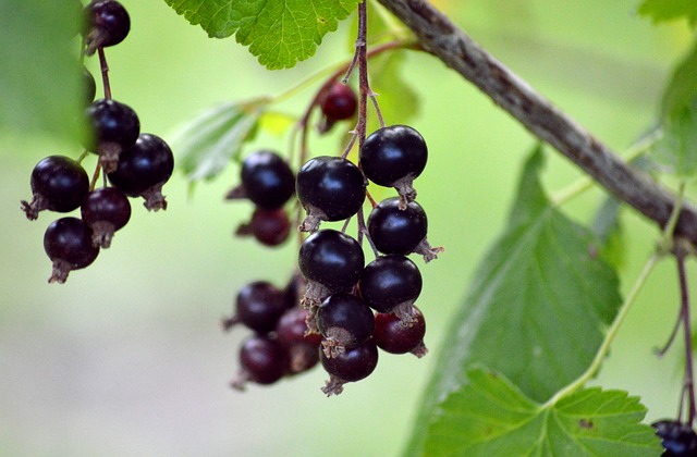 Příprava čerstvého černý rybízového smoothie plného vitamínů