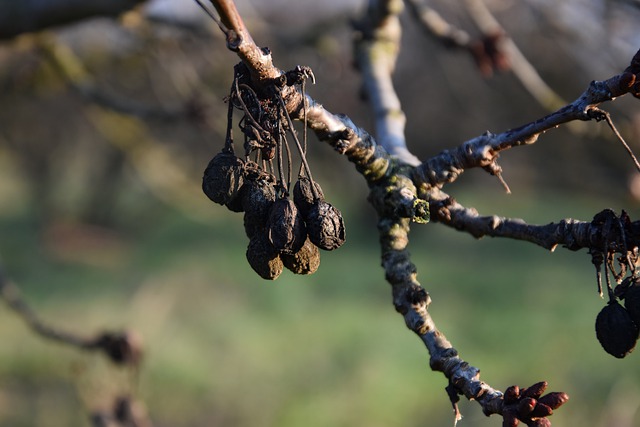 Domácí sirup z višní: Višňová chuť ve sirupu