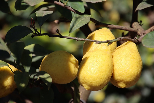 2. Jak si připravit osvěžující citrusovou smoothie plné zdraví a vitamínů