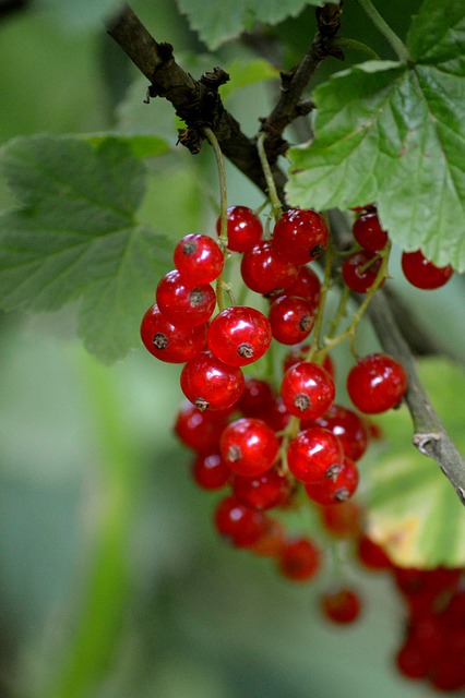 Domácí rybízový sirup: Skvělá chuť rybízu v sirupu