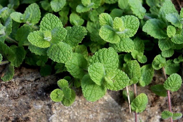 Domácí sirup za studena: Snadný způsob výroby sirupu