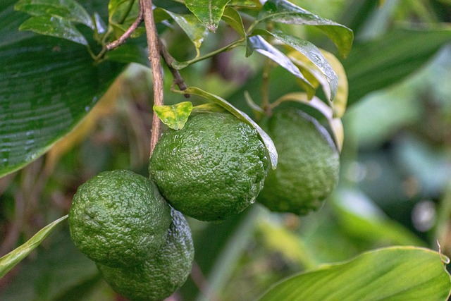 Rychlý Recept na Domácí Limonádu Citronovou – Osvěžení Během Chvíle