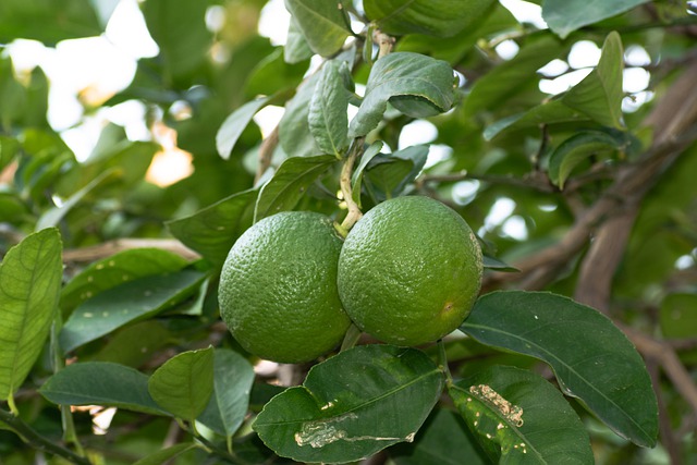 Domácí Grepová Limonáda – Recept S Osvěžující Chutí – Pro Zdraví