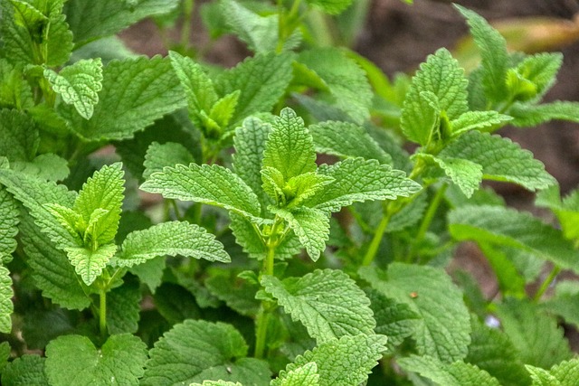 Domácí Meduňková Limonáda – Recept S Osvěžující Chutí – Zdravé