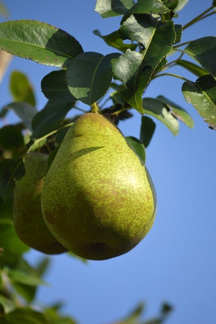 Tipy a triky pro přípravu dokonalé⁢ domácí hruškové limonády