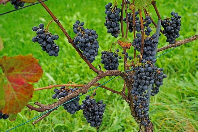 Tipy a doporučení pro objevení nejlepších Pinot Noir vín pro milovníky hroznu