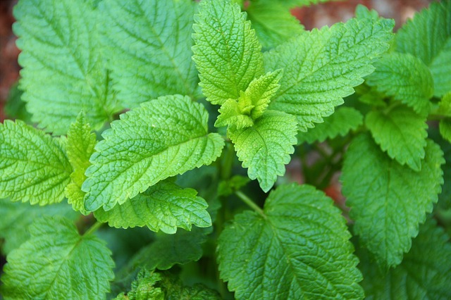 Skvělý recept na domácí meduňkovou‍ limonádu ⁤plnou přírodních látek