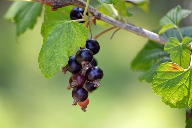 Boost Your Immunity​ with​ Nutrient-Rich Homemade Blackcurrant Lemonade