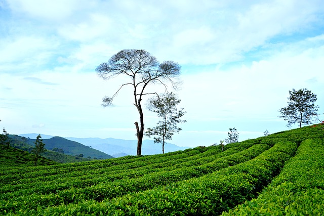 Příznivé účinky ⁤zeleného ⁢čaje na energetickou⁢ hladinu a vitalitu