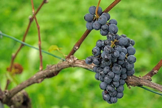 Prožijte nezapomenutelné chvíle v degustačních akcích k oslavě Dne Pinot Noir