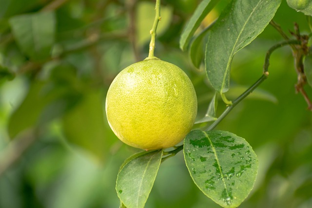 Tajemství chutné domácí limetkové limonády: Kvalitní suroviny​ a správný poměr ingrediencí