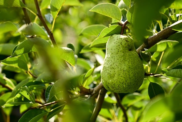 Zdravé přínosy​ hruškové limonády: Podporujte svoje fitness cíle