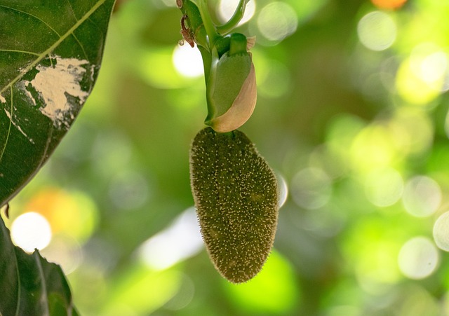 3. Osvežující‌ a výživné jackfruitové smoothie: Kreativní⁣ recepty a inspirace pro každého