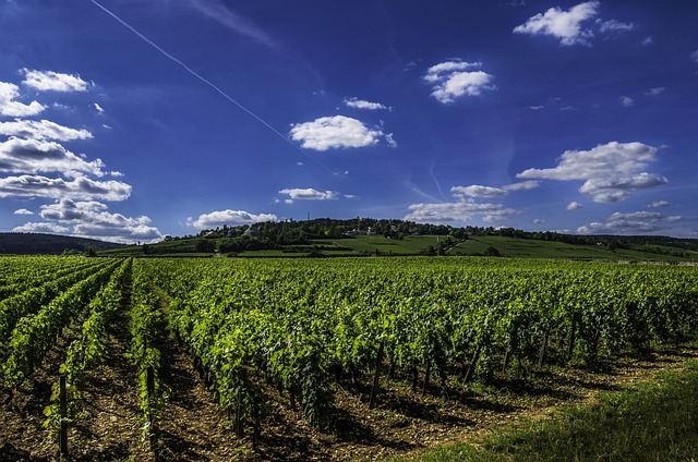 Tz Jan Punčochář Se Stal Šéfkuchařem Nově Otevřené Restaurace Grand Cru