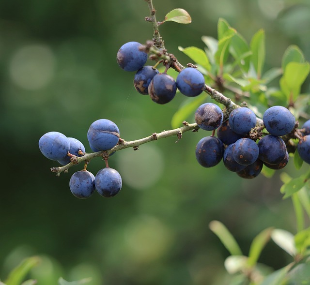 Nejlepší Giny: Objevte Svět Aromatických Koření