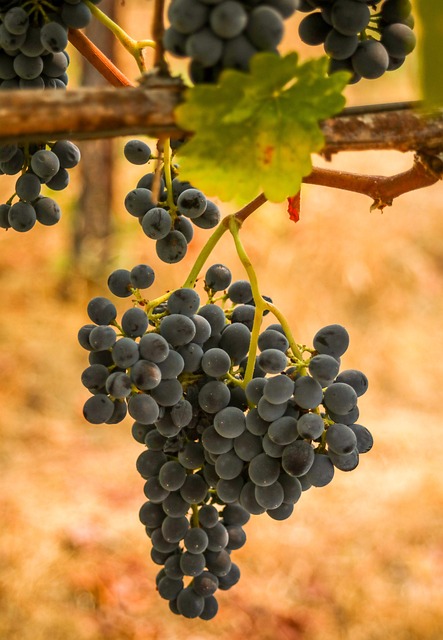 Ochutnávka plná​ charakteru: Nejlepší značky Syrah ‍vín v oblasti Vína‍ Plná Karakteru